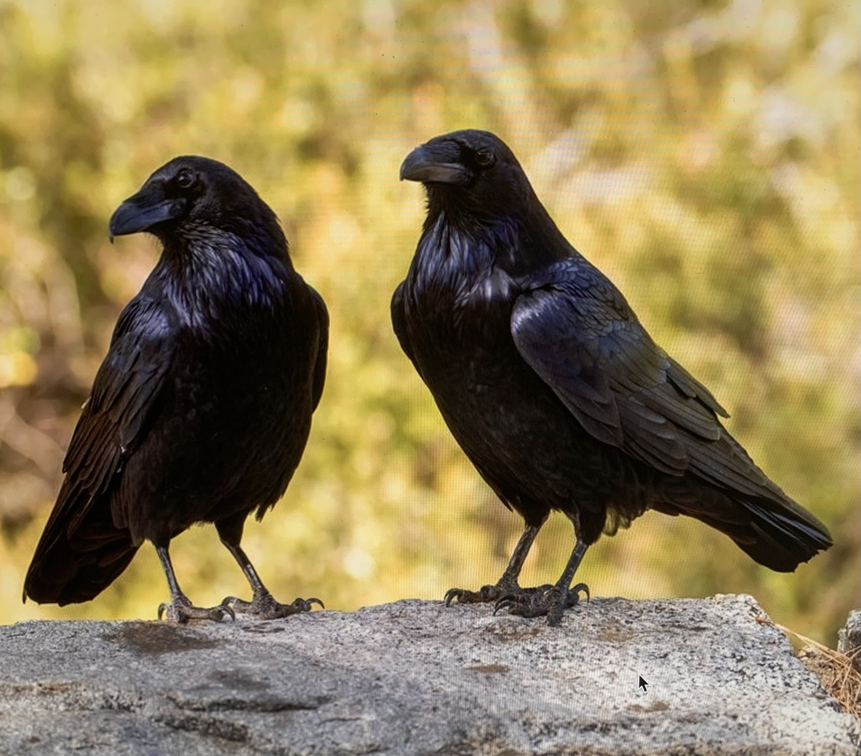 The Spiritual Significance of Crows